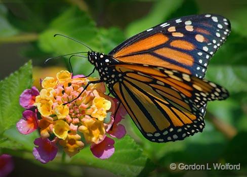 Monarch On Lantana_45057.jpg - Monarch Butterfly (Danaus plexippus)Photographed along the Gulf coast at the Smith Oaks Bird Sanctuary in High Island, Texas, USA.